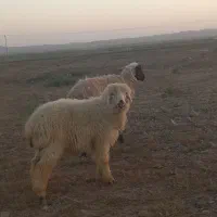 میش جوان