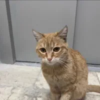 واگذاری بچه گربه ۲ماهه رایگان|گربه|تهران, هفده شهریور|دیوار