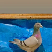 نر ماده دهن خورده شجر دار نسل قهرمان|پرنده|گرگان, |دیوار