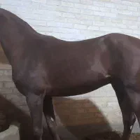 اسب تیماس درهمی