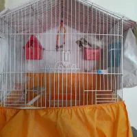 فنچ|پرنده|پرند, فاز ۰|دیوار