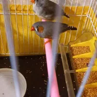 فنچ نر و ماده با قفس