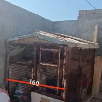 قفس|لوازم جانبی حیوانات|دلوار, |دیوار