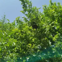 کندو با زنبور