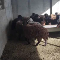 ۳۰ عدد بره ماده افشار داشتی