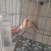 جفت قناری باجوجه