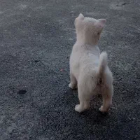 سگ پاکوتاه ماده 3ماه چشم رنگی