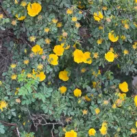 زمین دور دیوار با مجوز کوچه محمدی باغرود