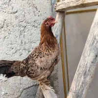 مرغ|حیوانات مزرعه|ایلام, |دیوار