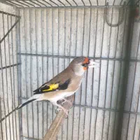سهره دورگپرو
