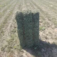 یونجه خشک چین پنجم