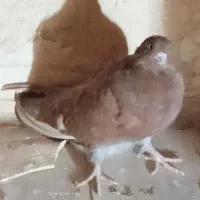 تعدادی کبوتر نوک قنار و موشی نقره‌ای