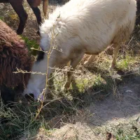 سه عدد بره نر
