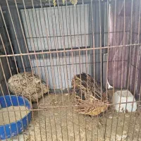 بلدرچین جفت