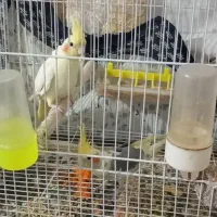 یک جفت عروس هلندی مولد زیبا زرد|پرنده|اسحاق آباد, |دیوار