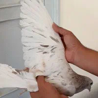 چندتا حییون درجه یک نر و ماده بدون عیب