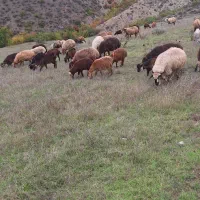 فروش انواع گوسفند