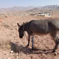 خر فروشی|حیوانات مزرعه|نیمبلوک, |دیوار