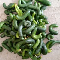خیار