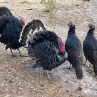 بوقلمون نر|حیوانات مزرعه|چناران, |دیوار