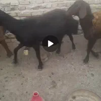 میش اوستن وبره ماده ومیش زاییده