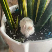 بچه همستر سوری نژاد دار  بانمک و بامزه