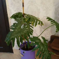 گل وگلدان|گل و گیاه طبیعی|کرج, شاهین‌ویلا|دیوار