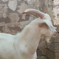 کهره نر سانون اصل درجه یک|حیوانات مزرعه|سیرجان, |دیوار