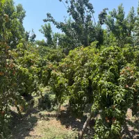 باغ با فنس و دیوار لب قایقرانی(ذوب آهن)|فروش زمین و ملک کلنگی|فولادشهر, زاینده رود|دیوار