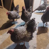 مرغ امروک تخم گذار|حیوانات مزرعه|شیراز, کوشک میدان|دیوار