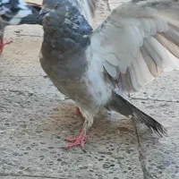 کفتر