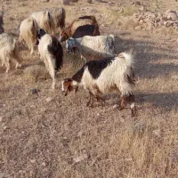 سلام تعداد۹ راس بز کردی