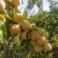 نهال های میوه در نهالستان اکبری|گل و گیاه طبیعی|مشهد, خواجه ربیع|دیوار