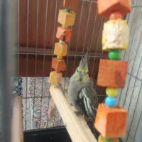 عروس هلندی|پرنده|نسیمشهر, |دیوار