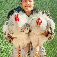 کلمبین لایت