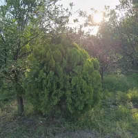 کاج لاوسن