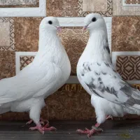 ۵۰طوق کبوتر یا کفتر یکجایی گنجه بر|پرنده|تهران, خلیج فارس|دیوار