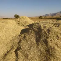 کاه لوبیا