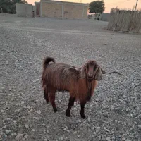 فروش چپشت،گوسفند