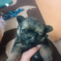 سگ پامر روباهی|سگ|یزد, |دیوار