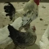 خروس