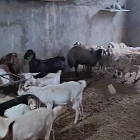 فروش گوسفند