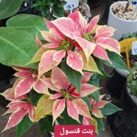 بنت قنسول صورتی و قرمز|گل و گیاه طبیعی|مشهد, نیروی هوایی|دیوار