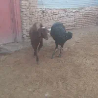 فروش دو راس گوسفند گوشتی ودامازدخ|حیوانات مزرعه|خواجه, |دیوار