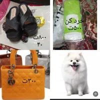 سگ پشمی