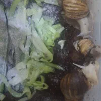 حلزون آچتینا