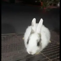 بچه خرگوش