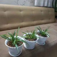 گل گندمی آپارتمانی زیبا و سر حال