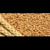 گندم دیم بذری