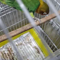 طوطی برزیلی فیشر|پرنده|دزفول, |دیوار